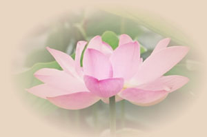 parijat music & buddha garden
